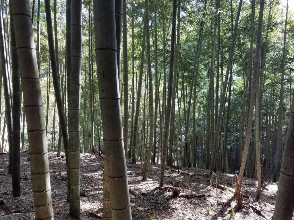 鬼滅の刃 竈門禰豆子ねずこ コスプレに使える本物の竹(孟宗竹)。竹林からお好みの竹探します