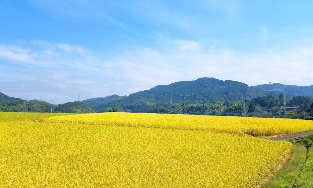 鬼滅の刃 竈門禰豆子ねずこ コスプレに使える本物の竹(孟宗竹)。竹林からお好みの竹探します