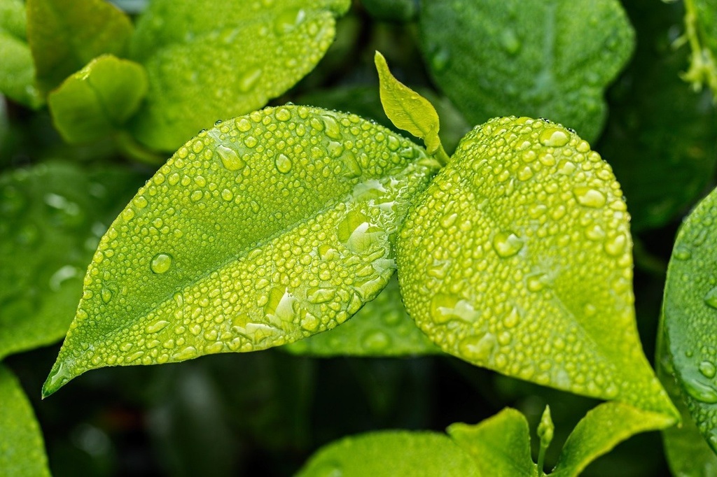 草津温泉の雨音①