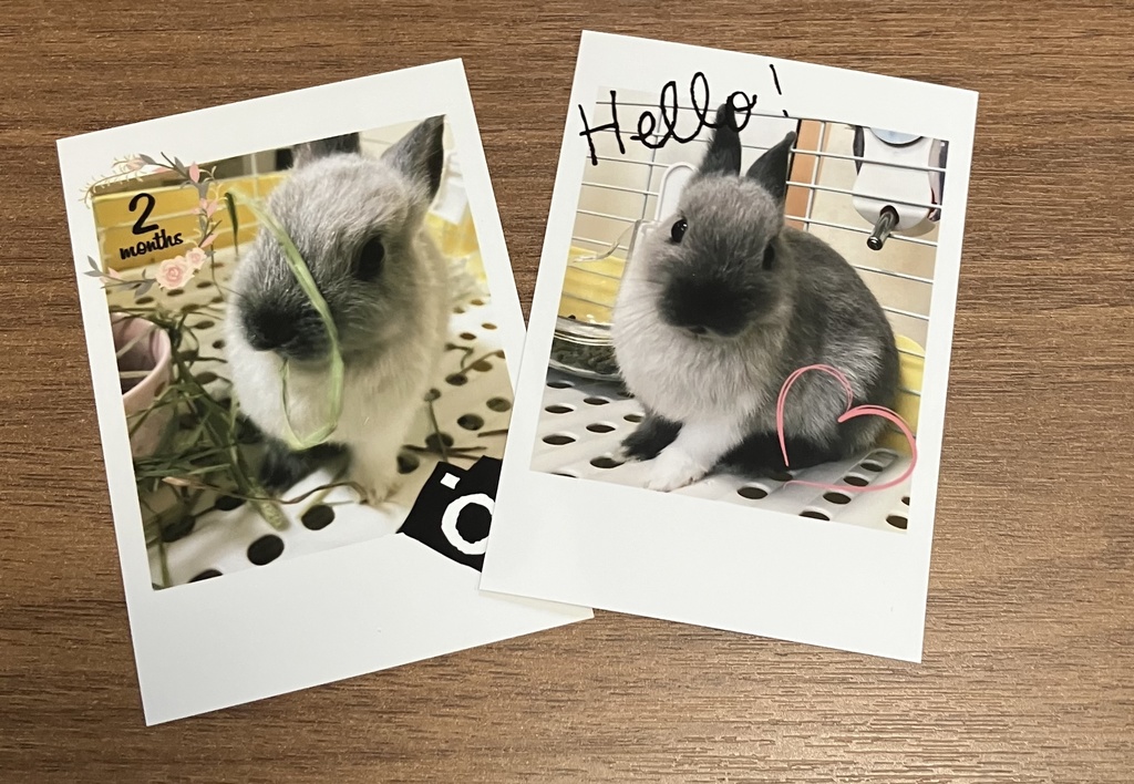 桜ちゃんのチェキ風写真