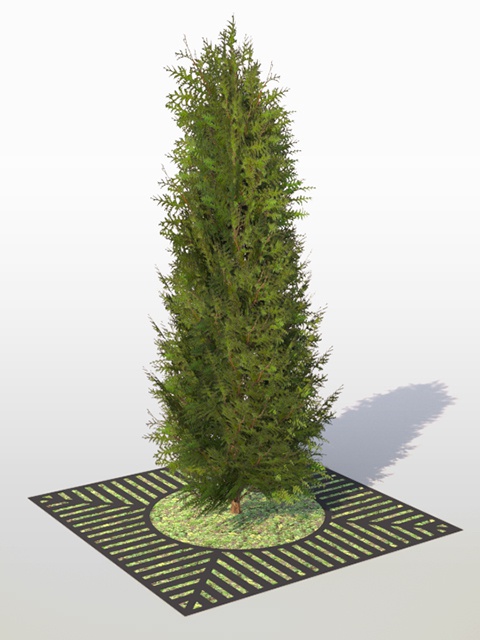 3D モデルデータ　conifer_emeraud01