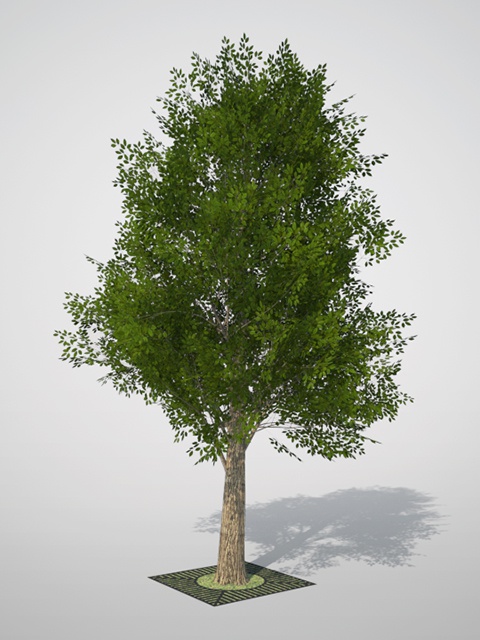 3D モデルデータ kusunoki01