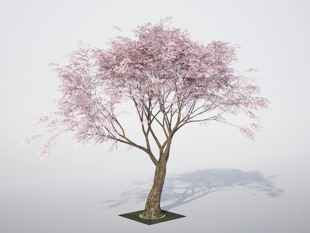 3D モデルデータ  sakura01