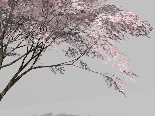 3D モデルデータ sakura01