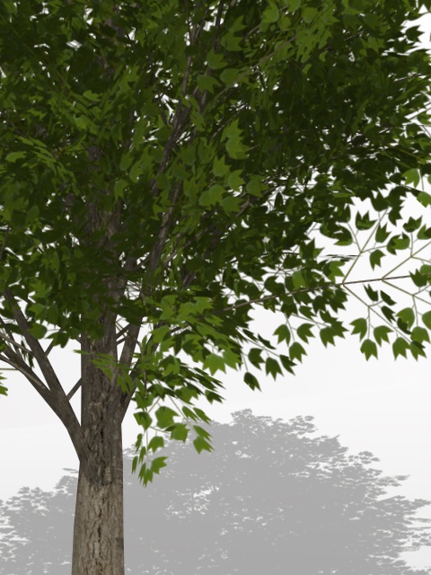 3D モデルデータ toukaede02