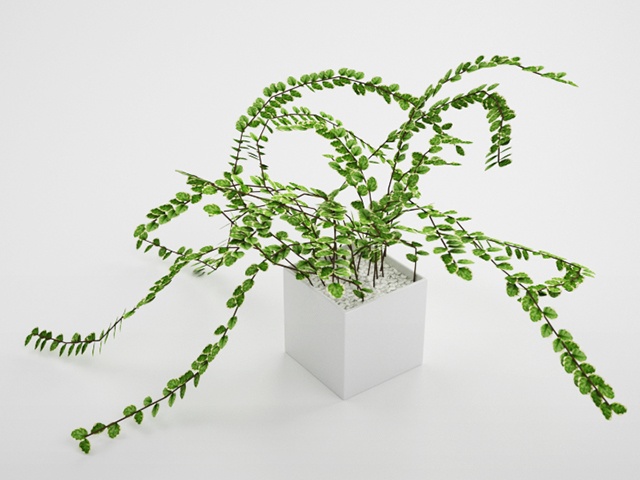 3D モデルデータ　planter ficus pumila01