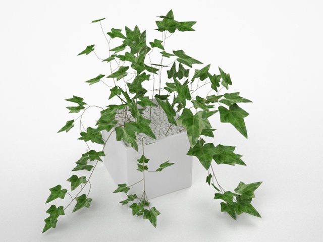 3D モデルデータ　planter_hedera_helix01