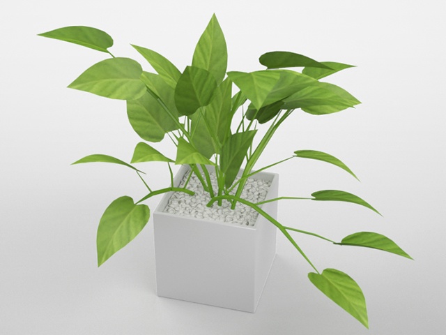 3D モデルデータ　 planter_pothos_lime01
