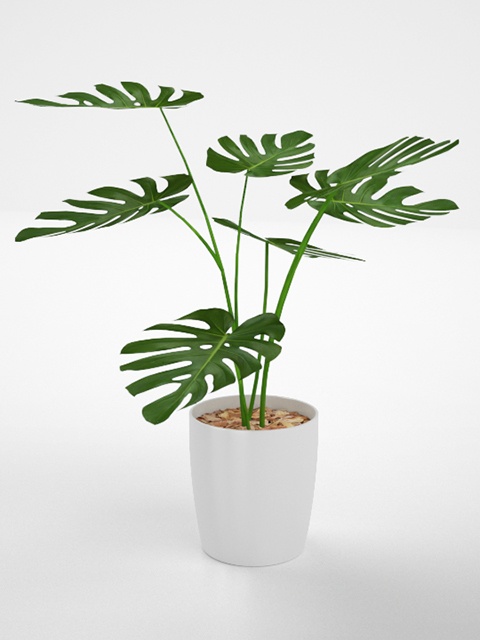 3D モデルデータ　planter_monstera01