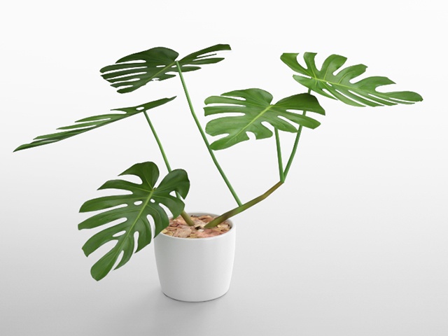 3D モデルデータ　planter_monstera02