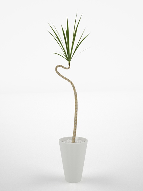 3D モデルデータ　dracaena02