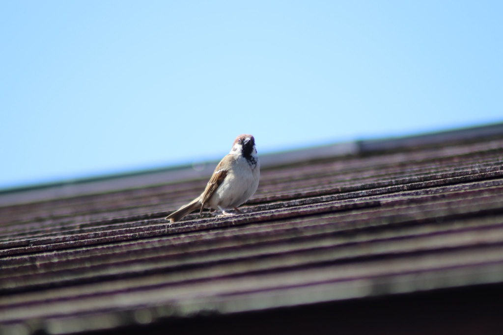テストデータお試し価格100円！