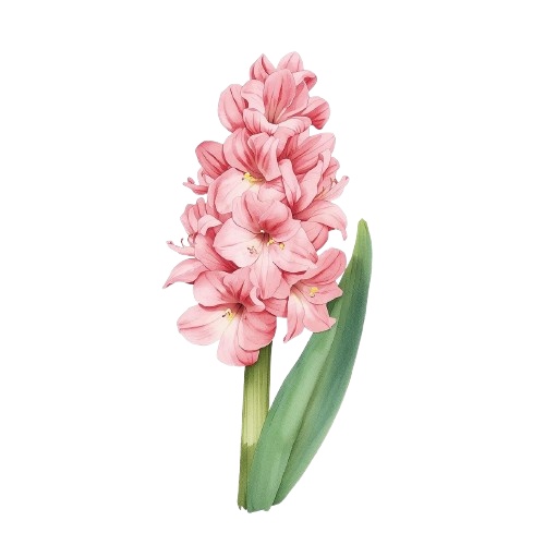 水彩風・ピンクのお花クリップアート10種類セット