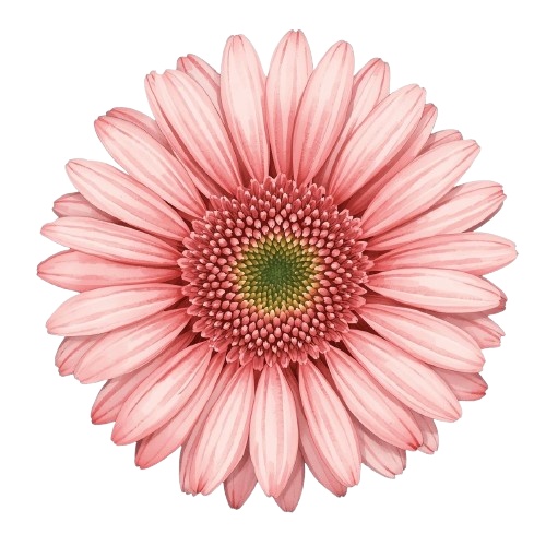 水彩風・ピンクのお花クリップアート10種類セット