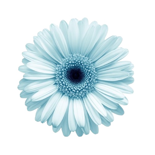 水彩風・水色のお花クリップアート 12種類セット