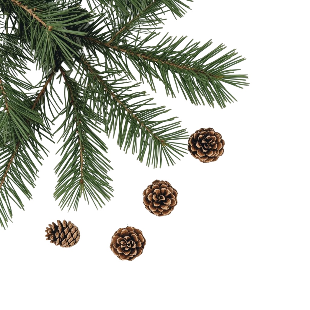 水彩画風 クリスマスボタニカル クリップアートセット|全14種|背景透過|Canva AI制作|おしゃれな冬の植物素材集(PDFダウンロード)