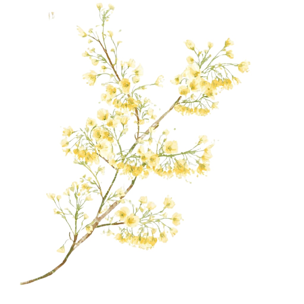 〈黄色いお花 水彩クリップアート〉20点セット/背景透過/CanvaAI生成/PDF