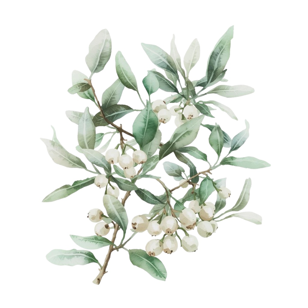 水彩画風 クリスマスフラワー クリップアート素材集(15種)|透過PNG・PDFダウンロード可 Watercolor Christmas Floral Clipart Set (15 Designs) | Transparent PNG & PDF Download