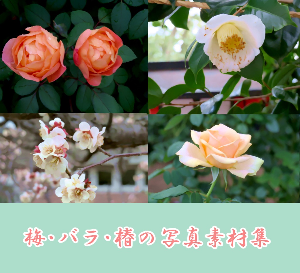 【無料】梅・バラ・椿の写真素材集
