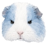 配信をかわいく！モルモットペット🐹
