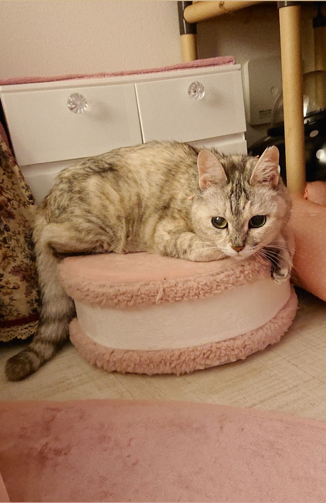 ミラクルみるちゃん写真集セット