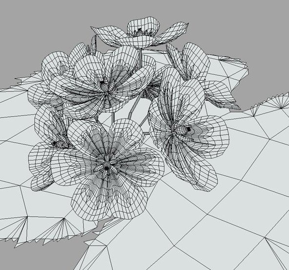 3Dモデル素材 『サンカヨウ』