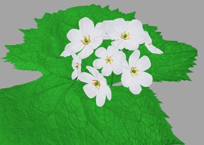 3Dモデル素材 『サンカヨウ』