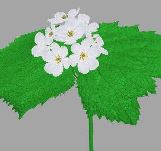 3Dモデル素材 『サンカヨウ』