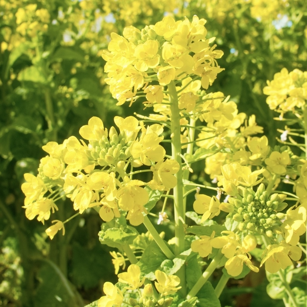 菜の花 」 ✯ イエローフローライト プレナイト 琥珀 アンデシン ...