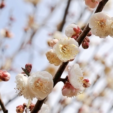 「 梅の花 」 ✯ フローライト ルチルクォーツ ローズクォーツ ゴールデンシャコガイ etc / 天然石ブレスレット パワーストーン 天然石アクセサリー