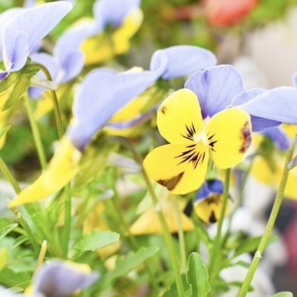 「 純愛のビオラ 」  ✯  ラベンダーアメジスト グリーンアパタイト プレナイト フローライト etc / 天然石ブレスレット パワーストーン 天然石アクセサリー