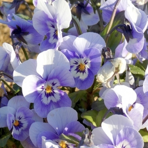 「 純愛のビオラ 」  ✯  ラベンダーアメジスト グリーンアパタイト プレナイト フローライト etc / 天然石ブレスレット パワーストーン 天然石アクセサリー