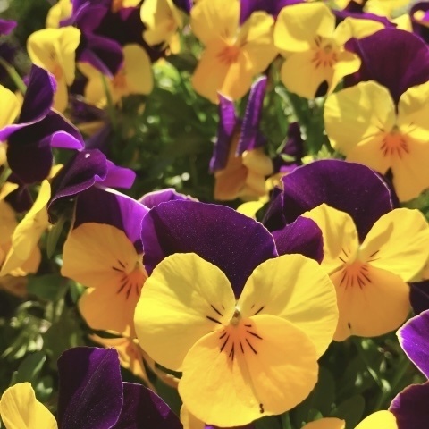 「 ビオラ 〜小さな幸せ〜 」  ✯  アメジスト  イエローフローライト サンストーン etc / 天然石ブレスレット パワーストーン 天然石アクセサリー