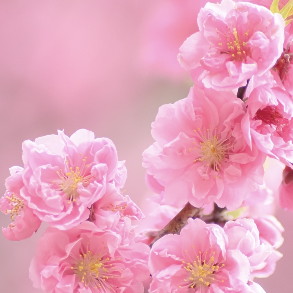 「 桃の花 」 ✯ モルガナイト ロードナイトシリカ ムーンストーン ローズクォーツ ソルトソースアゲート / 天然石ブレスレット パワーストーン 天然石アクセサリー