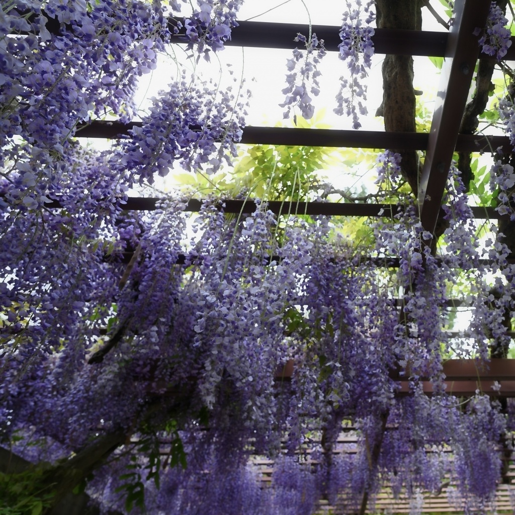 「 藤 」 ✯ エンジェルシリカ アメジスト ドラゴンアゲート ブロンザイト グリーントルマリン / 天然石ブレスレット パワーストーン 天然石アクセサリー