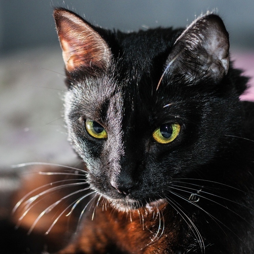 「 護りの黒猫 」 ✯ シトリン ゴールデンオブシディアン ヌーマイト モリオン イエローフローライト / 天然石ブレスレット パワーストーン 天然石アクセサリー