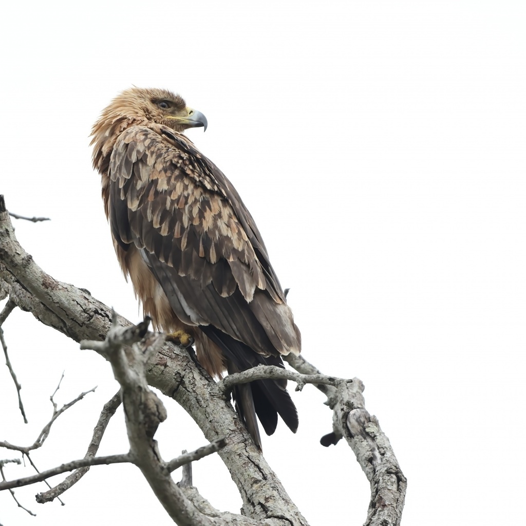 「 曇天の鷲 」  ✯  イーグルアイ K2 モリオン クラウディクォーツ  / 天然石ブレスレット パワーストーン 天然石アクセサリー