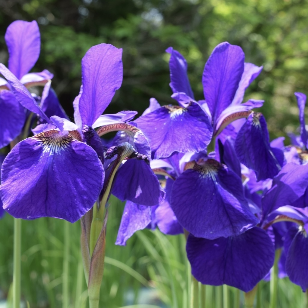 「 優美なアヤメ 」 ✯ アメジスト タイガーアイ / 天然石ブレスレット パワーストーン 天然石アクセサリー