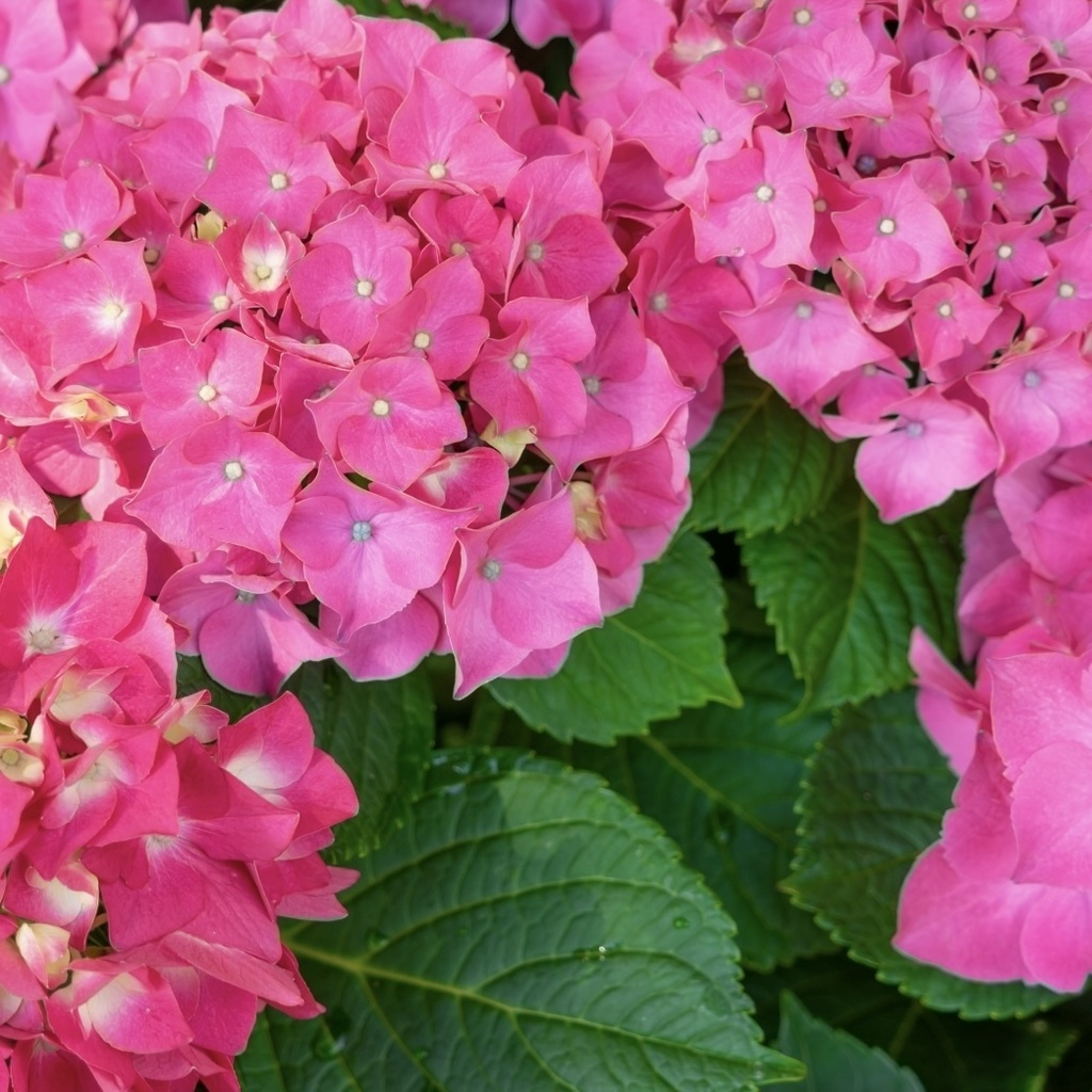 「 紫陽花─可憐─ 」 ✯ ソルトソースアゲート ドラゴンアゲート ロードナイトシリカ ブロンザイト / 天然石ブレスレット パワーストーン 天然石アクセサリー