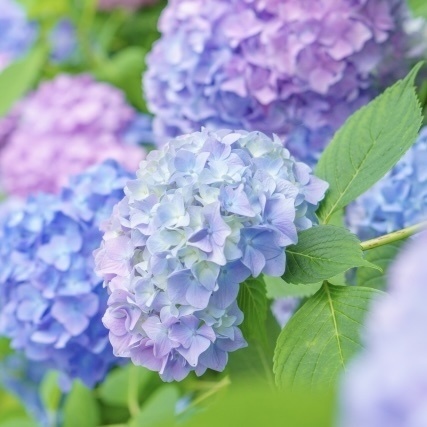 「 紫陽花─夢を見る─ 」  ✯ グリーンフローライト アクアマリン ブルートパーズ アメジスト / 天然石ブレスレット パワーストーン 天然石アクセサリー