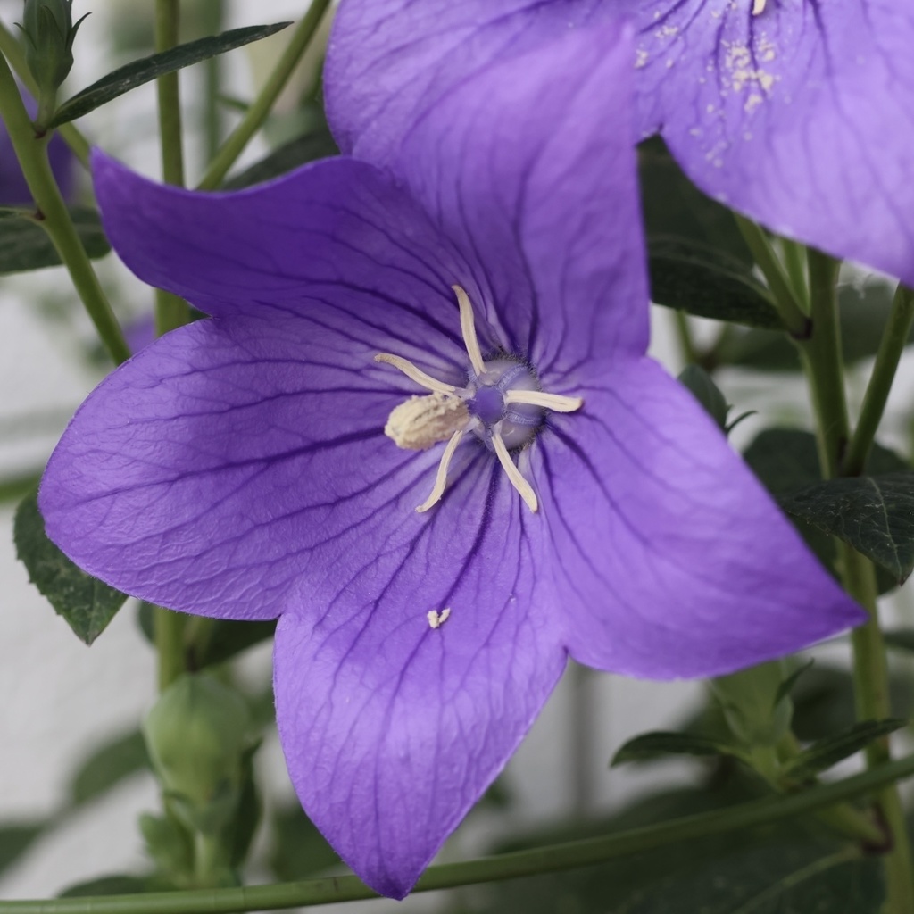 「 桔梗 」  ✯ 夜空色タイガーアイ エクロジャイト アイオライトサンストーン スティヒタイト / 天然石ブレスレット パワーストーン 天然石アクセサリー