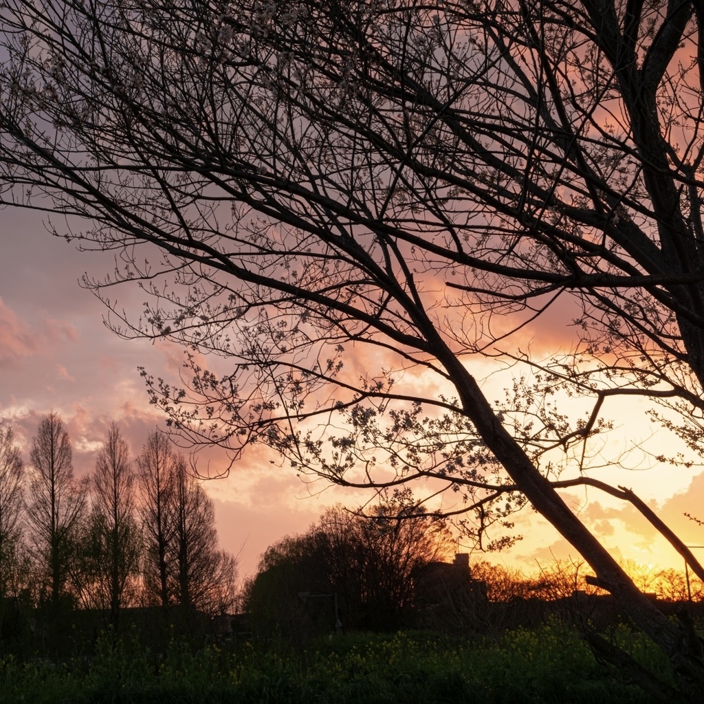 「 夕焼け 」 ✯ タイガーアイ サンストーン バルティックアンバー レッドアゲート シトリン / 天然石ブレスレット パワーストーン 天然石アクセサリー