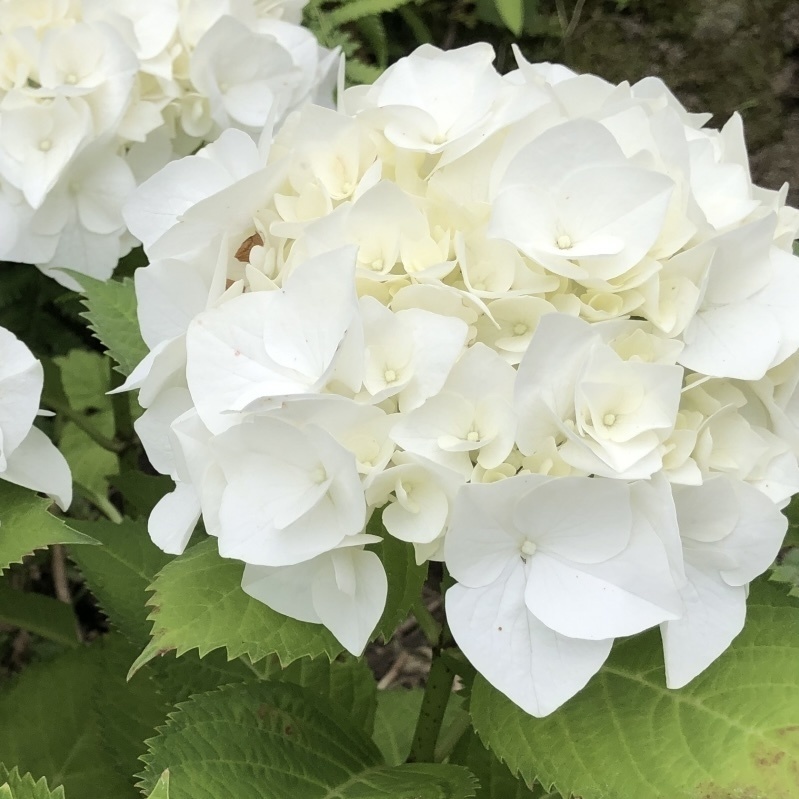 「 紫陽花─純真─ 」 ✯ セレナイト ムーンストーン 淡水パール プレナイト ドラゴンアゲート / 天然石ブレスレット パワーストーン 天然石アクセサリー