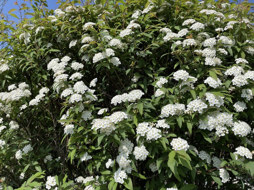 「 こでまり 」  ✯ ムーンストーン セレナイト フローライト 和桜 ドラゴンアイ ゴールデンシャコガイ ペリドット  / 天然石ブレスレット パワーストーン 天然石アクセサリー