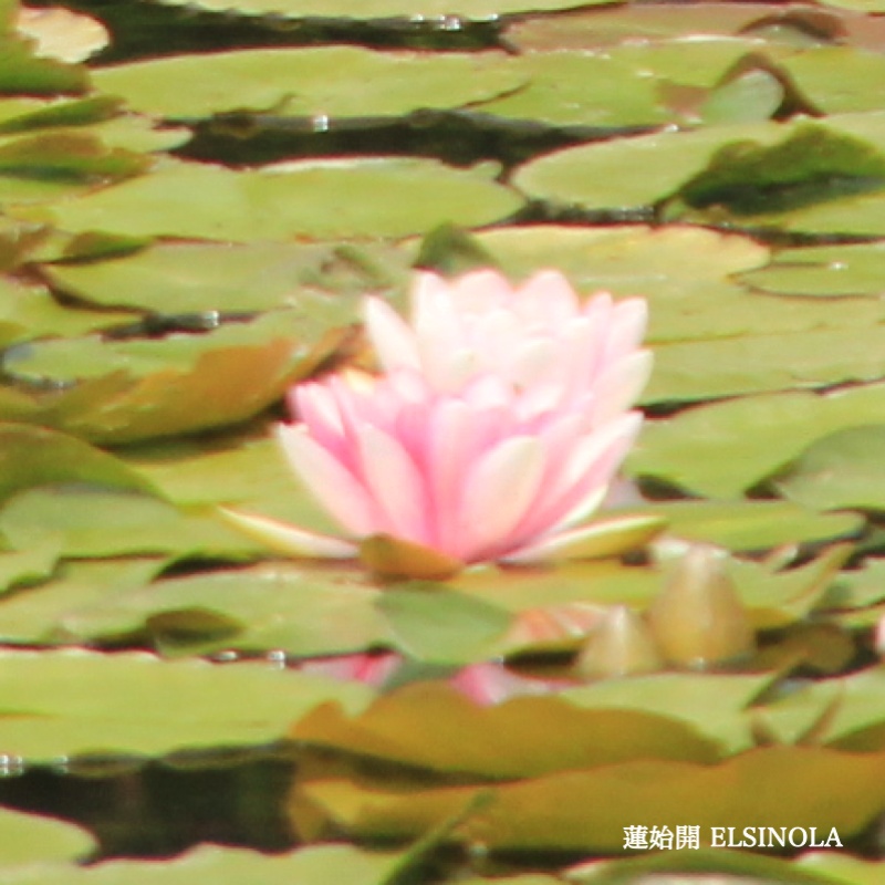 蓮始開