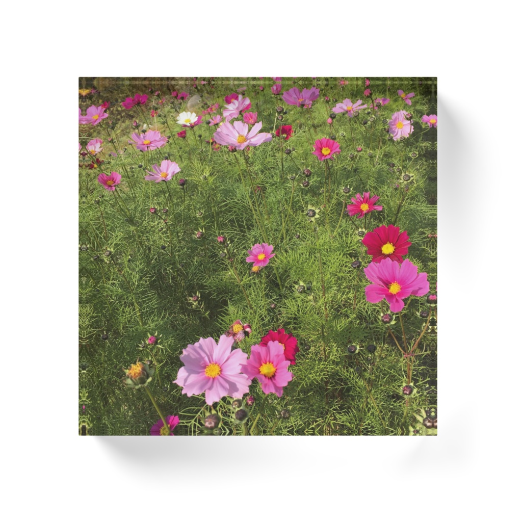 秋桜アクリルブロック