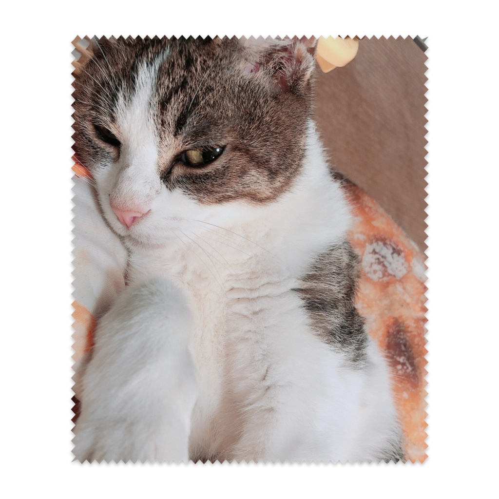 うちのこ拭きふき