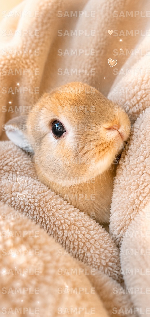 うさぎ壁紙vol1