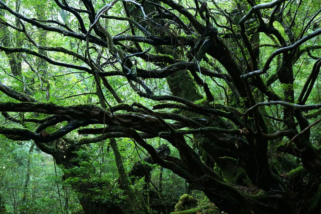 「森脈 Pulse of forest」木製パネル 全倍 (600×900) 2019年作成
