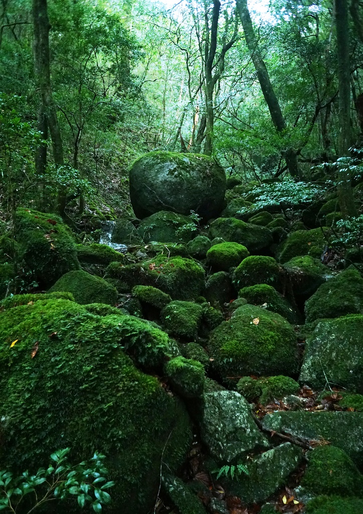 「岩の住処　Den of rocks」  木製パネル　A2 (420×594)   2019年作成